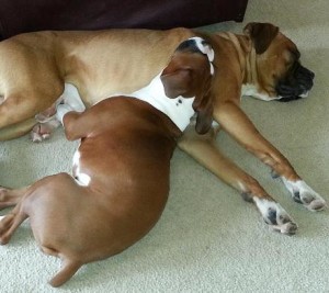 Boxer Puppy Love header 2