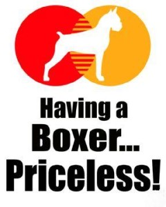 Having a boxer priceless