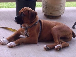 Rocco 3