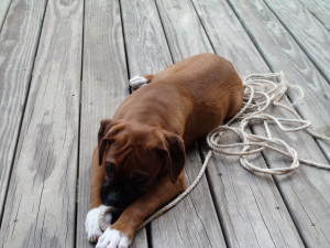 Rocco on deck 1